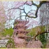 【日本巡礼-26.京都府】醍醐寺 | 醍醐の花見 | 秀吉が愛でた桜の名所 | Cherry blossoms of D