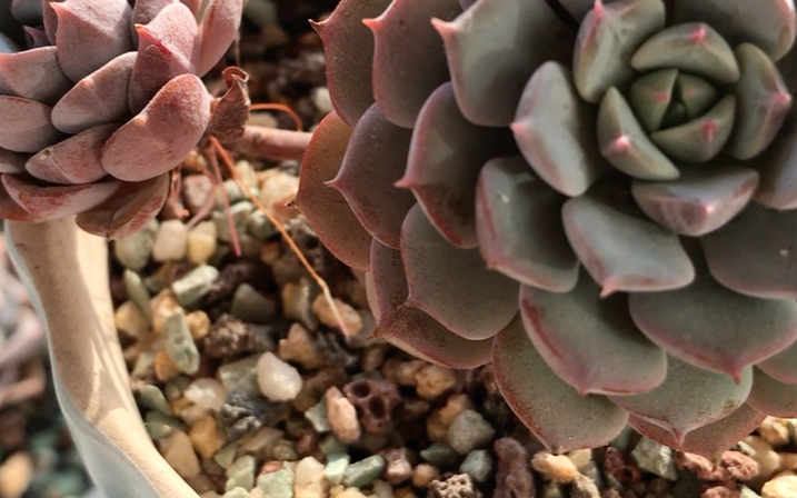 多肉植物 克拉拉 echeveria clara 也叫多多 母本为静夜 父本为鲁氏石