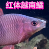 集邮的乐趣——鳑鲏和鱊大合集