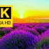 【4K】超高清美丽花卉合集 / 来源：8K VIDEOS HDR 60FPS
