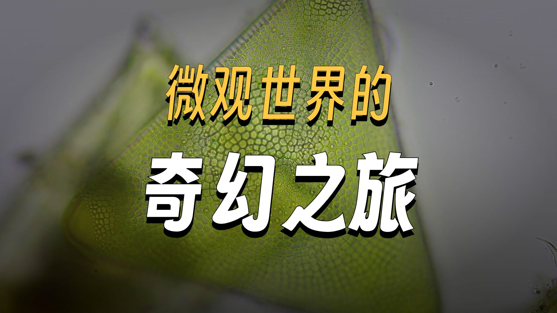 藏在南极冰层下的隐形生命【TED演讲】
