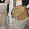 男子在行李箱中藏70斤土壤，过安检时被拦截：易藏有害生物，禁止进境