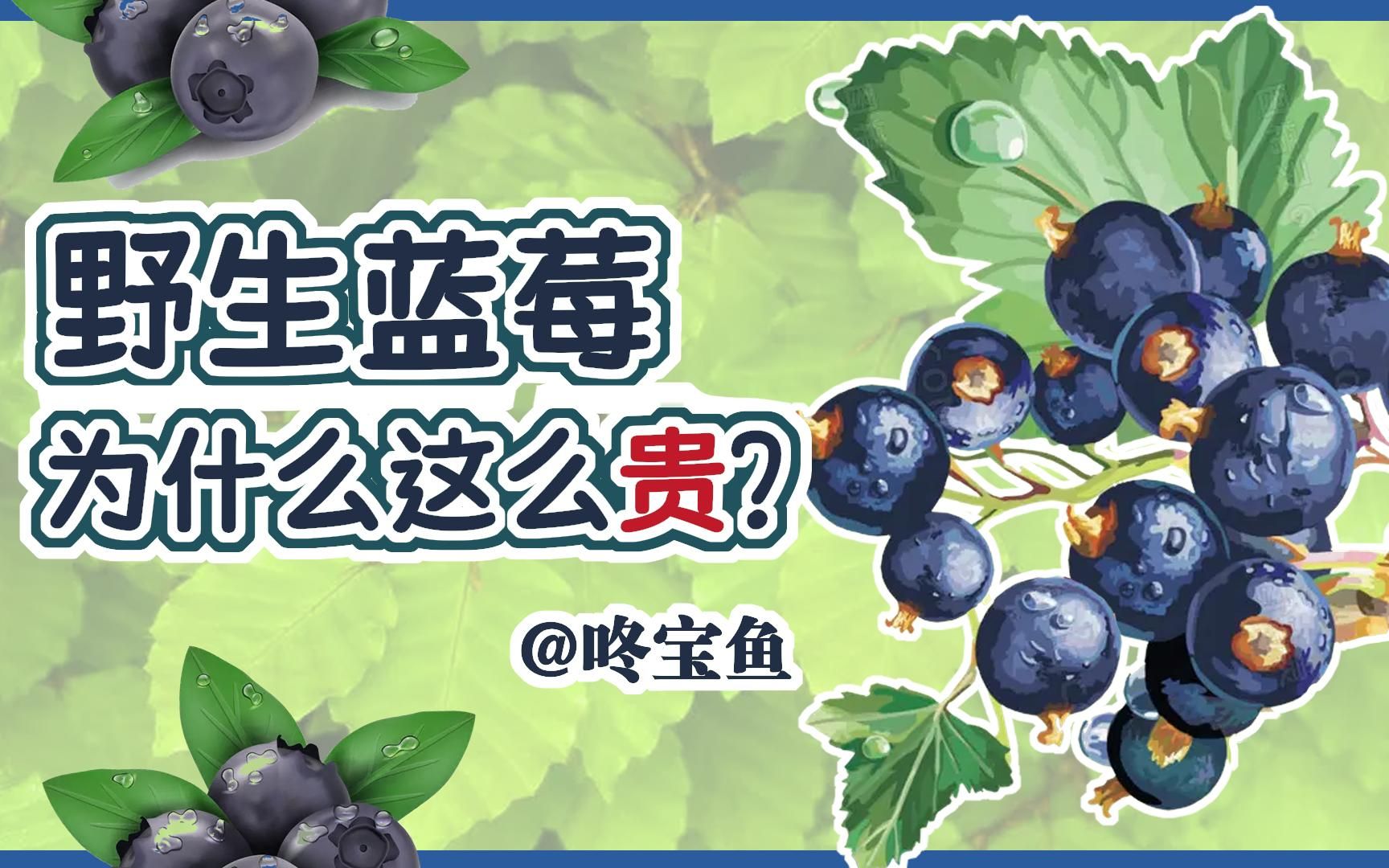 蓝莓一天吃多少为宜（蓝莓的功效与作用及营养价值）_玉环网
