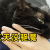 养奶牛猫终究还是要驱魔的