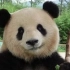 【大熊猫思嘉】著名微笑美熊今成豪放派，令人震惊