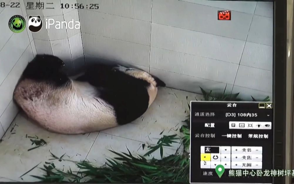 大熊猫盼月第一次当妈，繁育员解释近几年熊猫中心自然繁育率高达99%至100%，但是人工繁育技术是保留的，可以辅助使用。人工采精的电压是2至5伏。