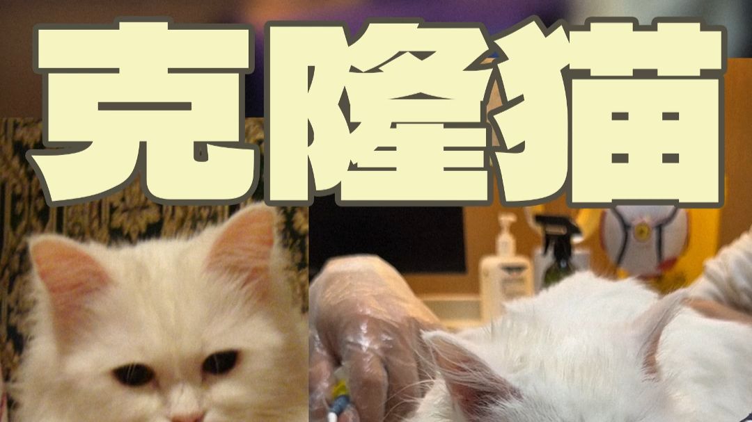 「克隆猫」五年前它曾死过一次