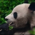 【大熊猫】国宝的朋友圈