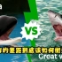 虎鲸和大白鲨系列（一）之双方的真实体型差距以什么动物之间的对比合理？