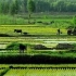 中国古代农业的发展与袁隆平精神