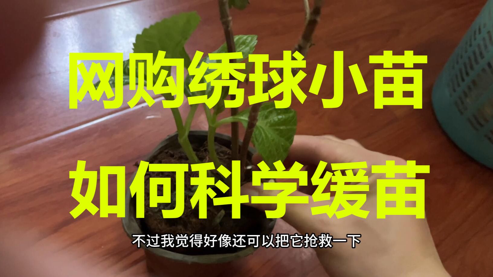 网购的绣球花小苗如何科学正确的缓苗？土球是湿的也需要浇水吗？