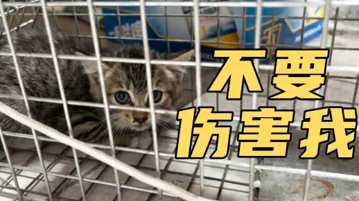 不要伤害我..我凶是因为我其实挺害怕的..【动物帮】