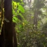 地理视频·热带雨林植被