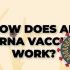 [中文熟肉] mRNA疫苗是如何工作的？