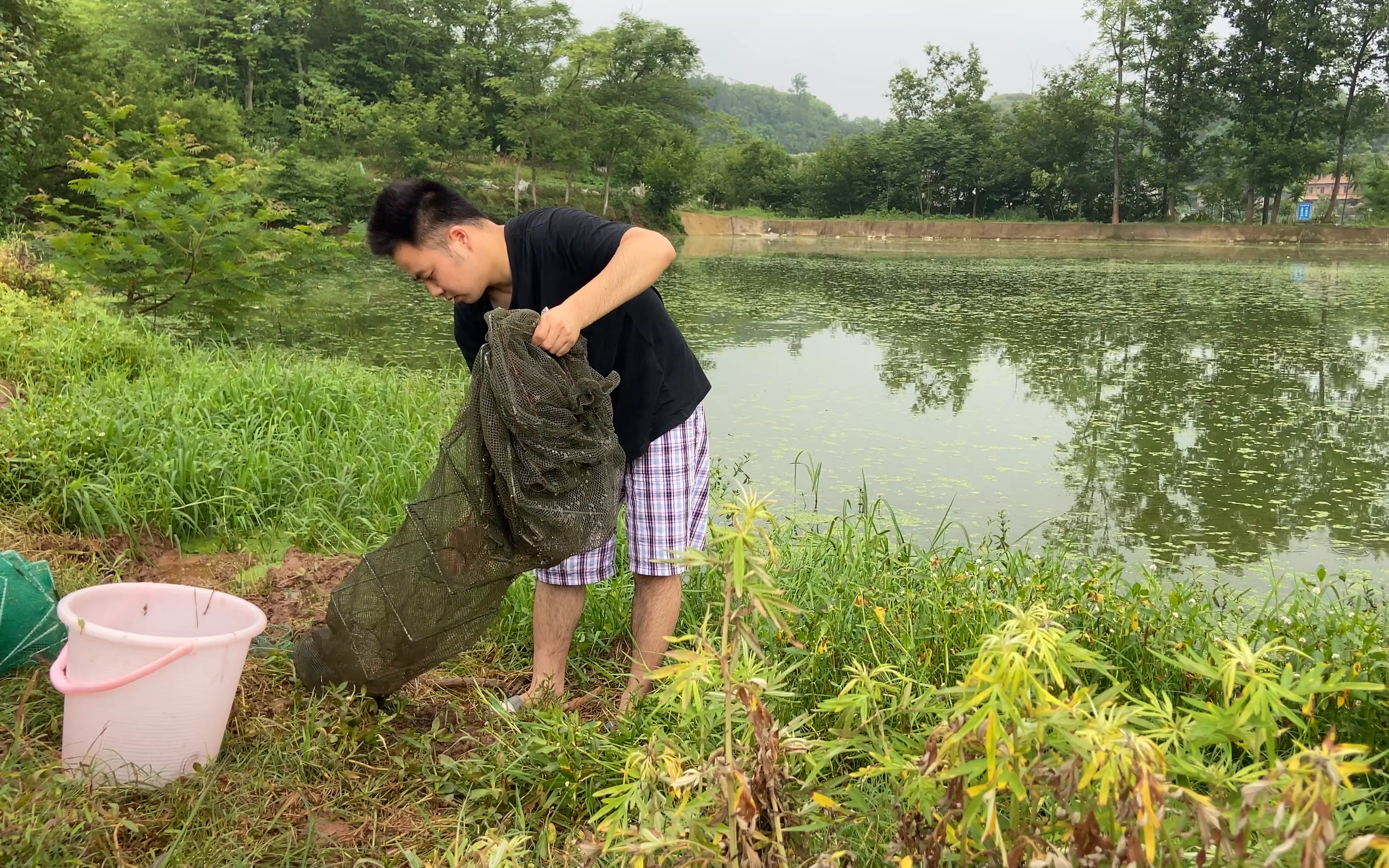 村里几十年老燕塘，小伙一次下4个地笼，第二天收网逮住好多野货