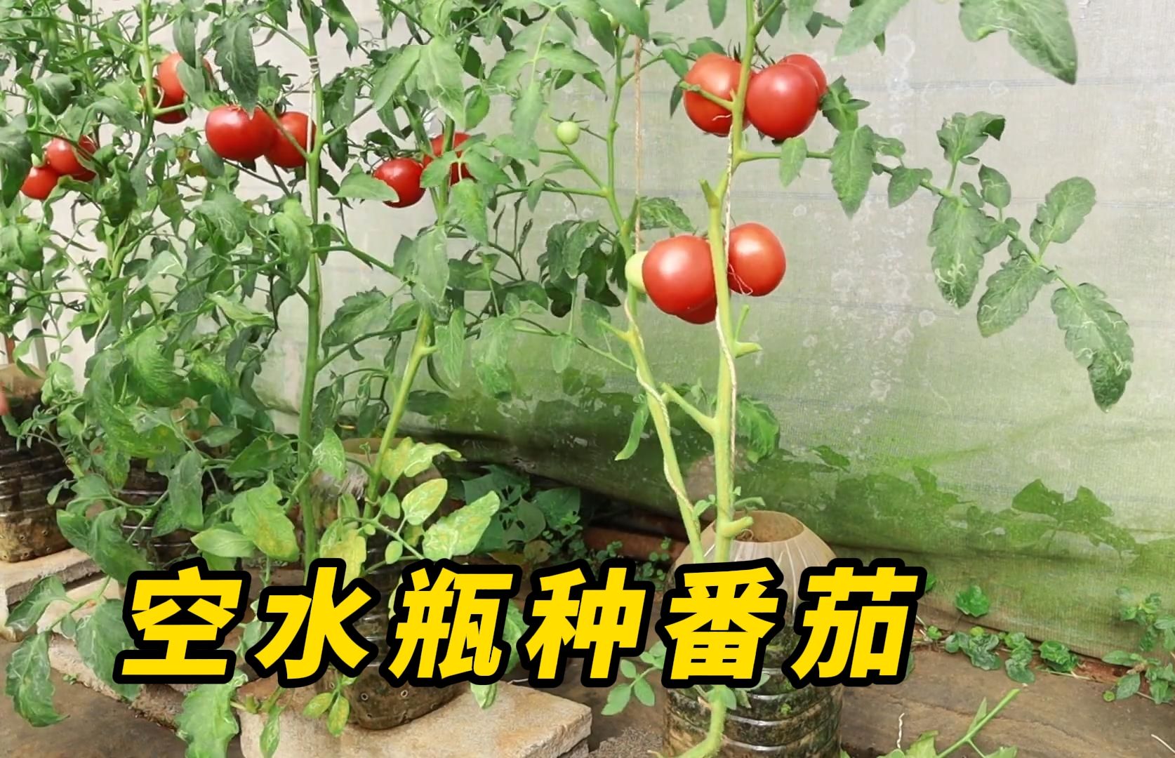 用空水瓶在家种番茄，从育苗到收获全过程，看完视频你也能学会