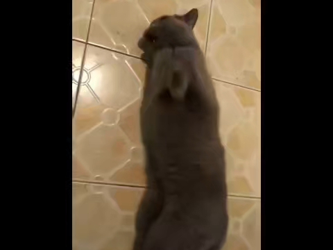 蓝猫它感到很快乐