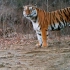 山神归来：母虎十月，中国记录到的首只东北虎