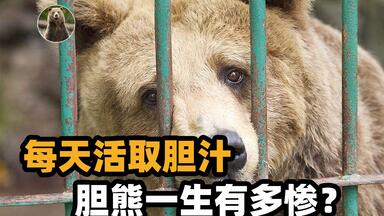 每天被<em class="keyword">活取</em>胆汁，疼到咬烂自己手掌！曾轰动一时的<em class="keyword">胆熊</em>怎么样了？