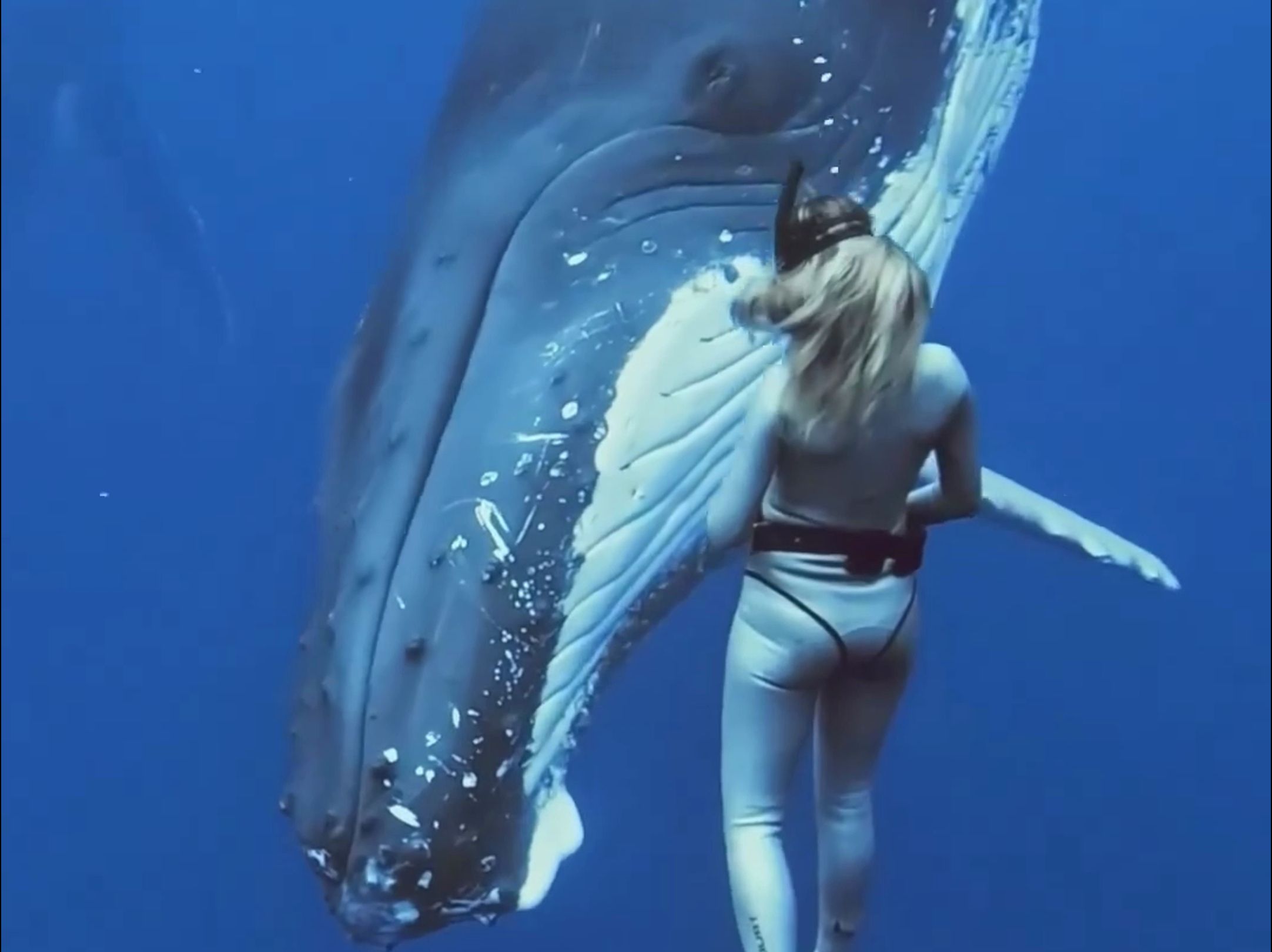 座头鲸从潜水员身边游过，有种来自海洋霸主的凝视，压迫感好强