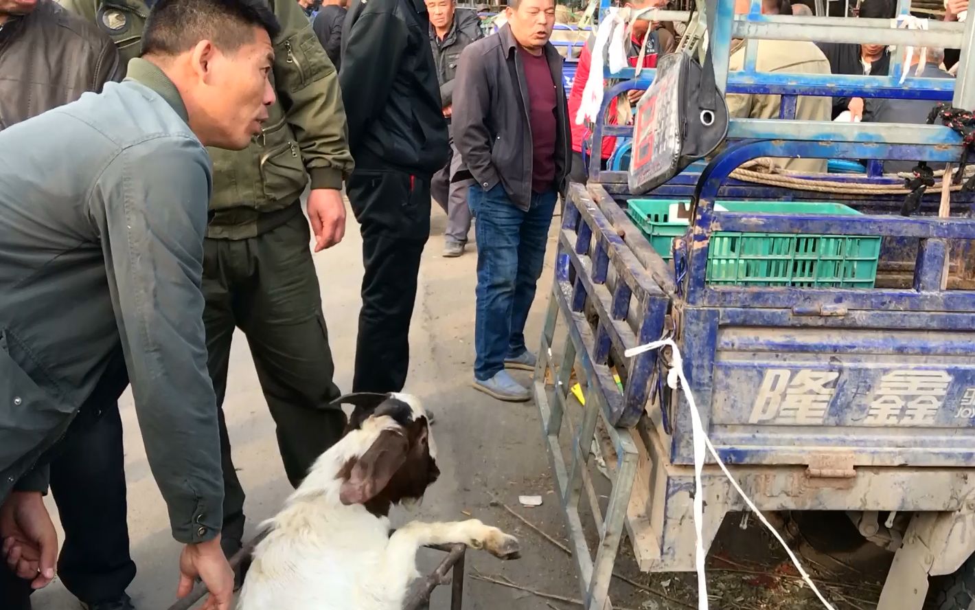 实拍焦作农村羊市场羊肉到底多少钱一斤为何都说没猪肉贵