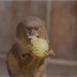 世界上最小的猴子绒猴，它长大后身高仅仅只有10至12cm左右，体重80至100克，所以还有个名字叫拇指猴