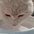 农村小白猫喝水