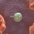 感染新型病毒的细胞会发生什么-动画演示