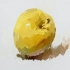 【绘画】色彩静物，黄苹果，色彩饱和度，色块，方圆结合，暗部，铺亮色，塑造，调整，卡重提亮