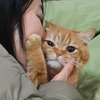 如何判断你家猫咪到底爱不爱你