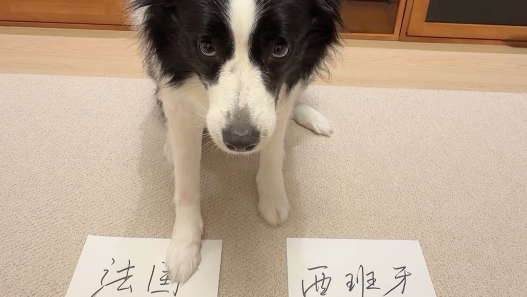 跟狗赌球！