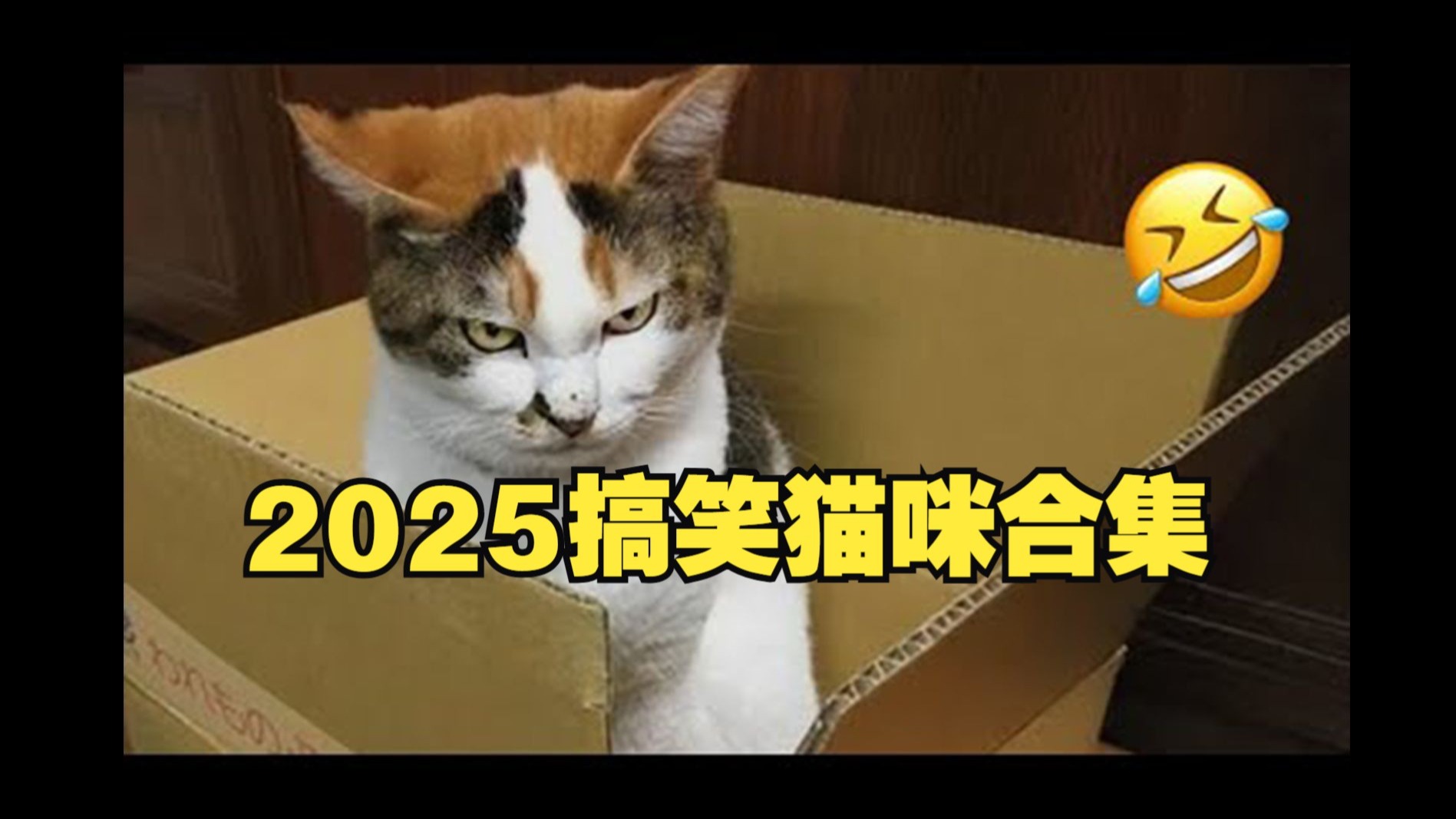 搞笑猫咪简直太疯狂了😂 2025年搞笑猫咪合集
