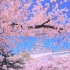 2023·日本国宝级的赏樱名所『姬路城的樱花』—— 日本最美少女心城堡姬路城~第一名城，更是赏樱的好地方，一起去赴约这场