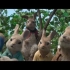 《比得兔》5-6人 英语配音 视频配音素材 消音素材
