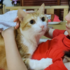 猫： 不是你不够优秀，是本喵的要求有点高