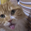 我被猫舔了简直一世纪！被舔时长破世界纪录！！你都不一定能坚持看完