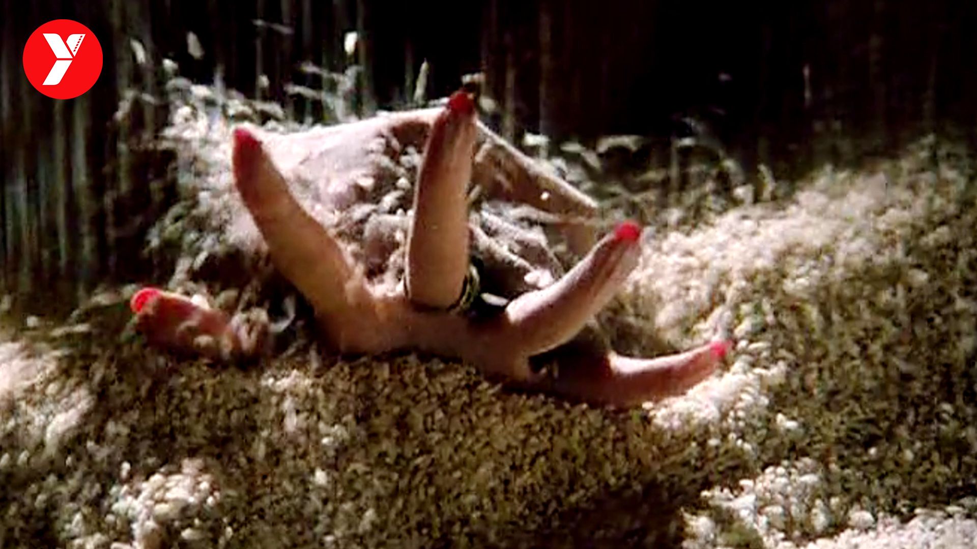 【越哥】上映2天就被禁，整整雪藏7年，不愧为内地第一“禁片”