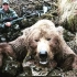 国外十几个人，十几条狗围攻一头500斤的黑熊，场面惊心动魄