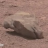 看见没有，火星上发现了一个奇怪的石头