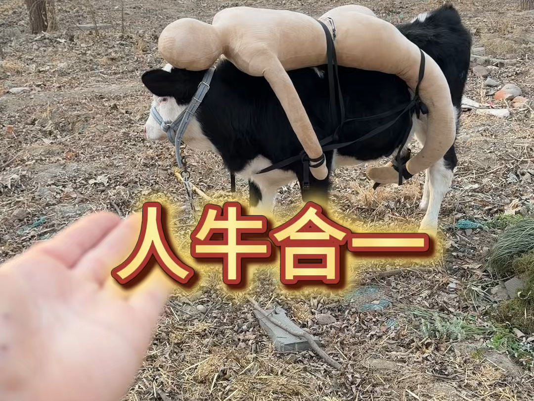 当我想骑牛..