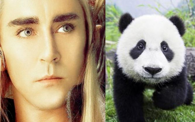帅气“精灵王”遇上萌萌大熊猫 好莱坞演员李·佩斯体验熊猫保育员