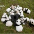 【EF字幕组】人生赢家：养育可爱的大熊猫 国家地理
