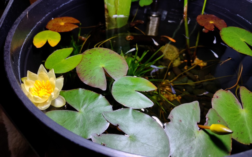 一碗荷塘【观背青鳉】【海尔芙拉睡莲】