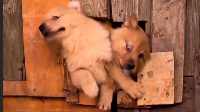 【动物配音】和bro去食堂抢饭be like