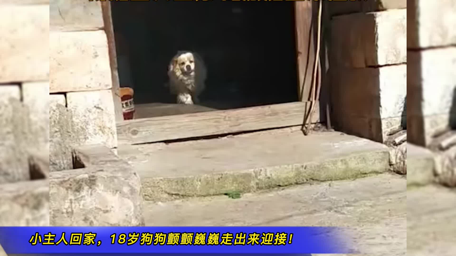 云南：小主人回家，18岁狗狗颤颤巍巍走出来迎接！