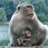 独眼公猴又绑架一只小猴向游客路人乞讨美食！(这惯犯坏的很)