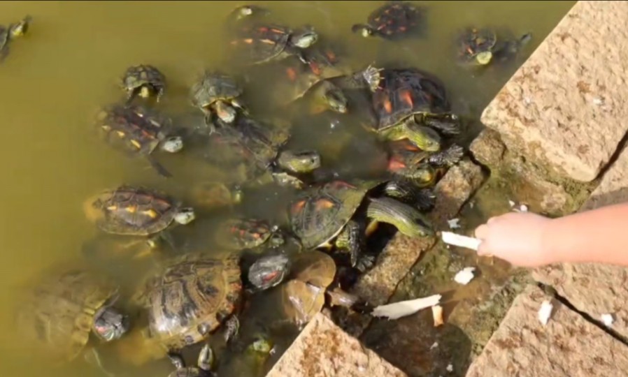 公园投喂龟龟的乐趣是家养比不了的!