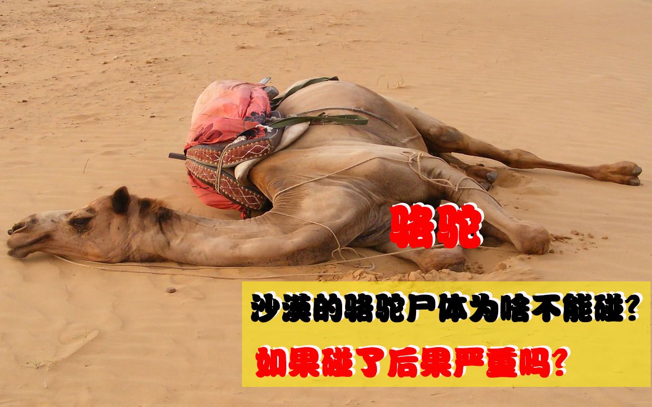 沙漠遇到渴死的骆驼，为什么不能触碰？如果碰了后果严重吗？