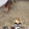 Oiiaioiliai猫旋转的原因：Oiiaioiliai猫原名Ethelthe oiia cat，据主人介绍oiia猫会在吃饭前兴奋地在地上旋转