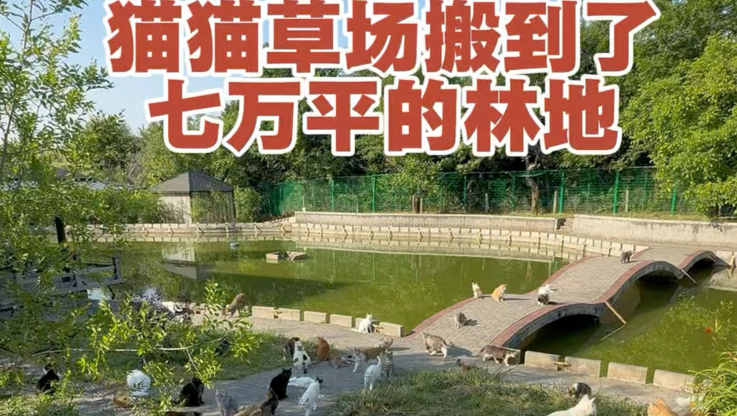 几百只流浪猫猫搬到70,000平的林地，开启新生活。